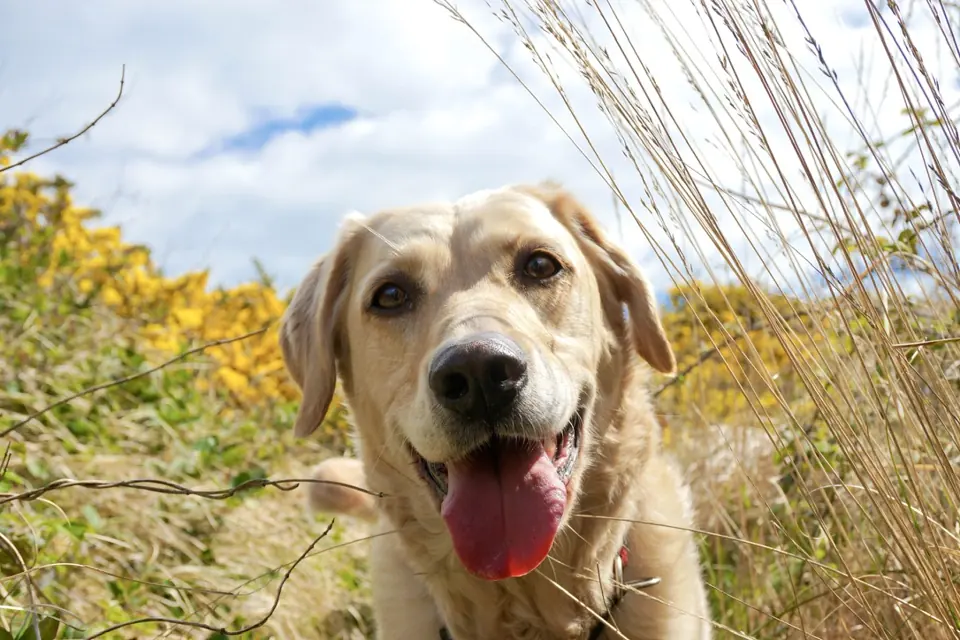 Dogs: From tiny pups to grand old boys.